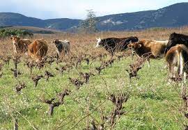 vache et boeuf dans la vigne